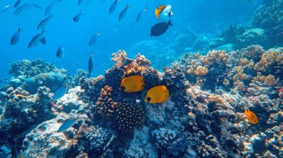 Underwater Photography of Fish - By Francesco Ungaro on Pexels