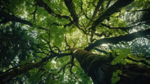 A majestic view of a lush forest canopy from below, showcasing towering trees with moss-covered branches and vibrant green leaves filtering sunlight.