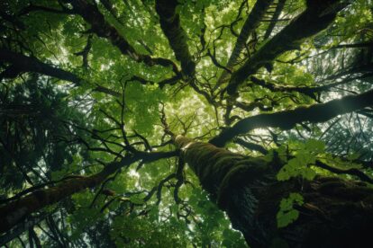 A majestic view of a lush forest canopy from below, showcasing towering trees with moss-covered branches and vibrant green leaves filtering sunlight.