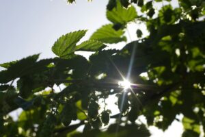 Sun shining through green leaves