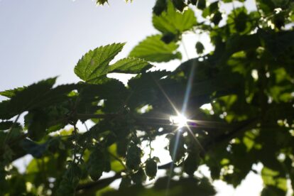 Sun shining through green leaves